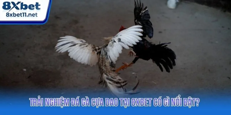 Đá Gà Cựa Dao 8XBET - Trực Tiếp Ổn Định, Không Giật Lag 3 8XBET mang đến trải nghiệm đá gà cựa dao chuyên nghiệp
