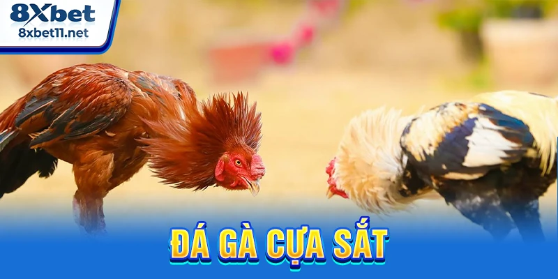 Đá Gà Cựa Sắt 8XBET Đỉnh Cao Với Trải Nghiệm Ổn Định 4 đá gà cựa sắt